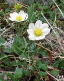 Dryas octopetala