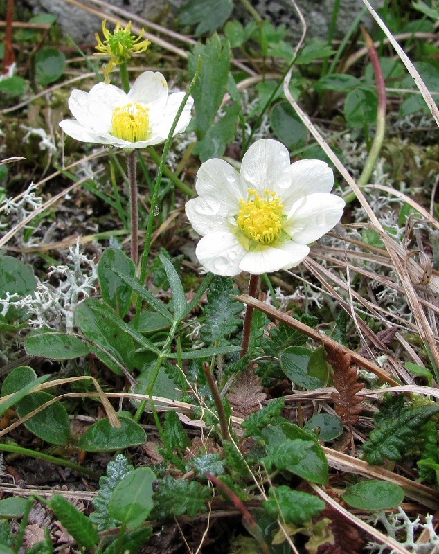 Изображение особи Dryas octopetala.