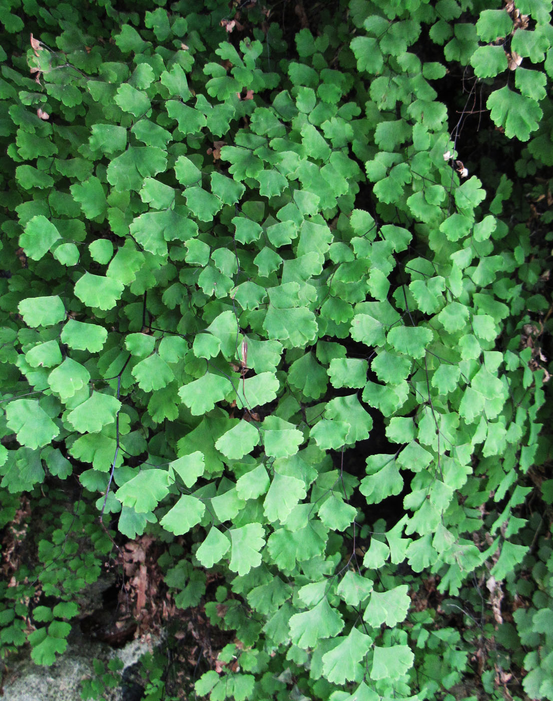 Image of Adiantum capillus-veneris specimen.