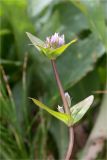 Gentianella lingulata. Верхушка цветущего растения. Мурманская обл., п-в Рыбачий, побережье Большой Волоковой губы севернее м. Коровий, разнотравный приморский луг. 30.07.2020.