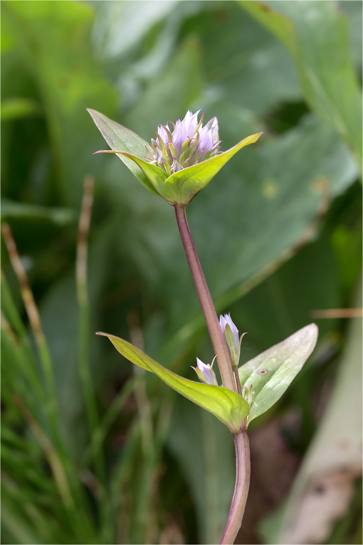 Изображение особи Gentianella lingulata.