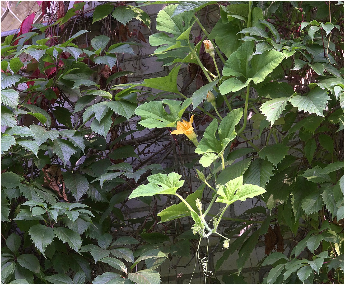 Изображение особи Cucurbita maxima.