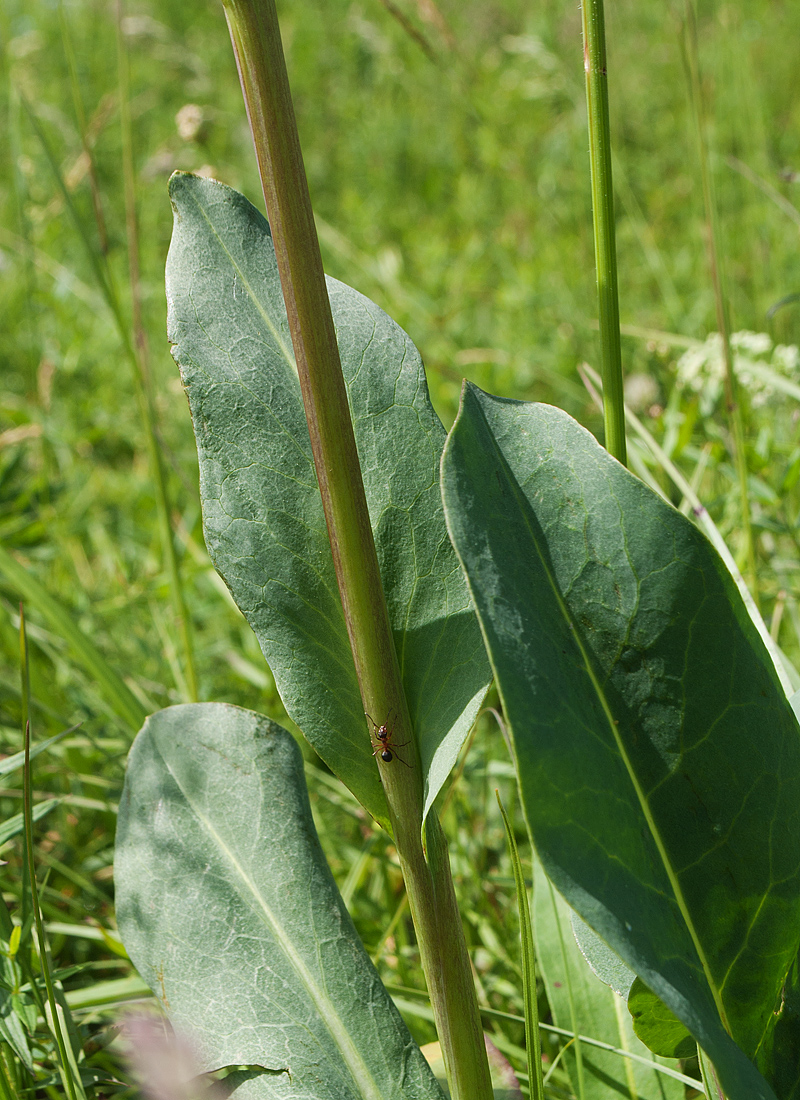 Image of Ligularia altaica specimen.