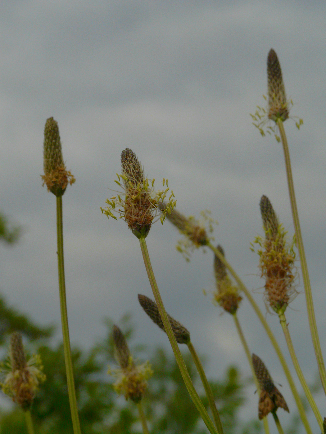 Image of Plantago lanceolata specimen.