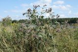 Arctium tomentosum. Цветущее растение. Псковская обл., Псковский р-н, окр. погоста Выбуты, дол. р. Великая, сухой разнотравно-злаковый луг на известняке. 29.07.2021.