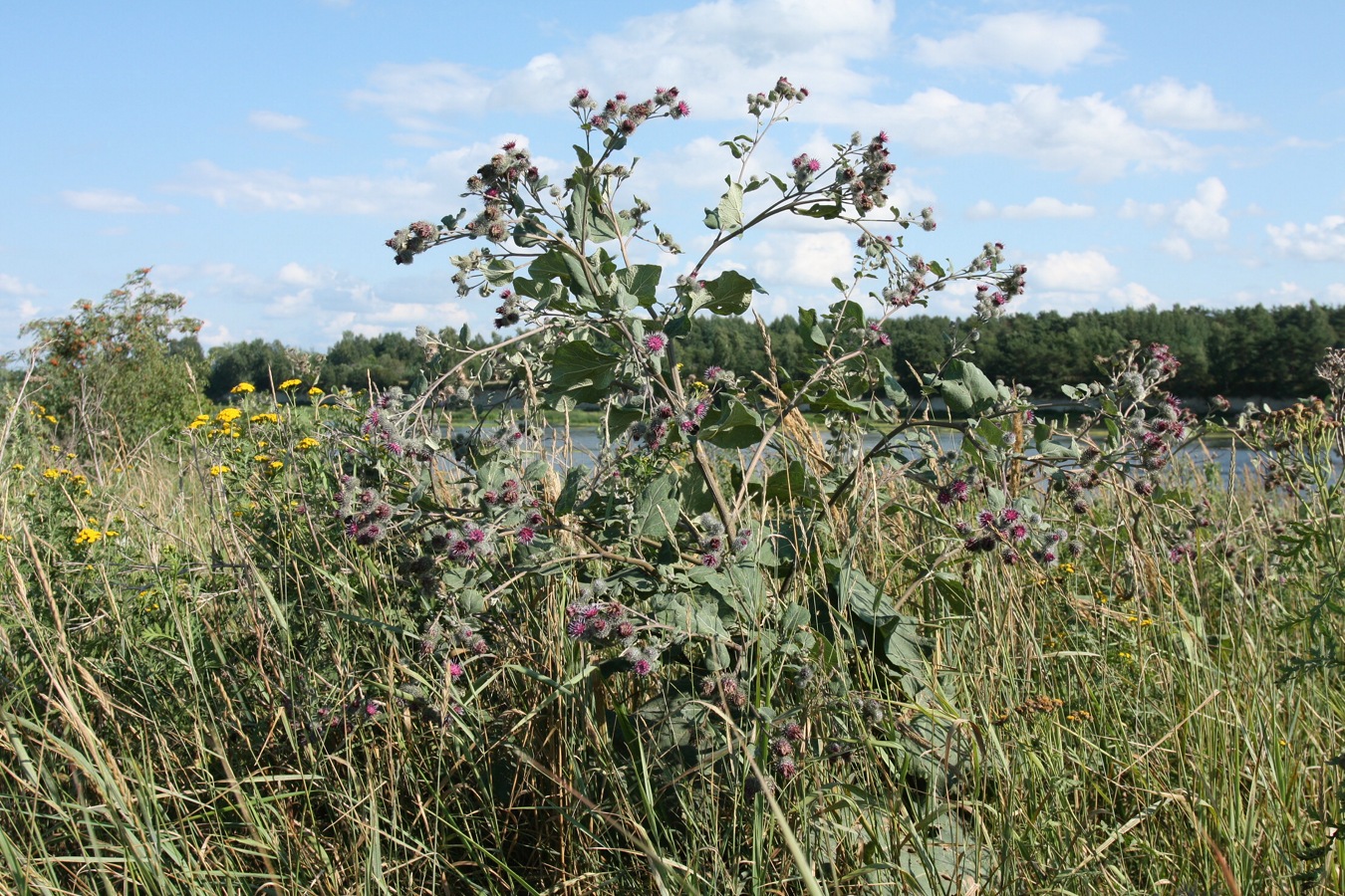 Изображение особи Arctium tomentosum.