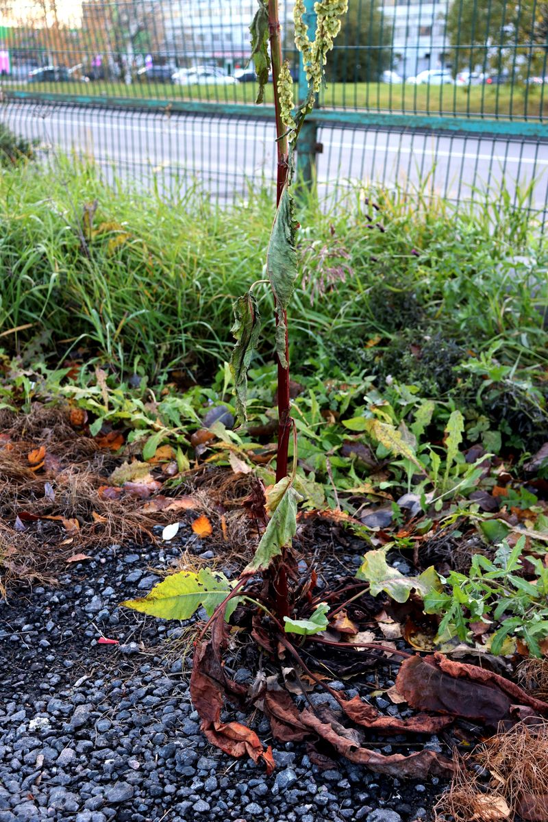 Image of genus Rumex specimen.