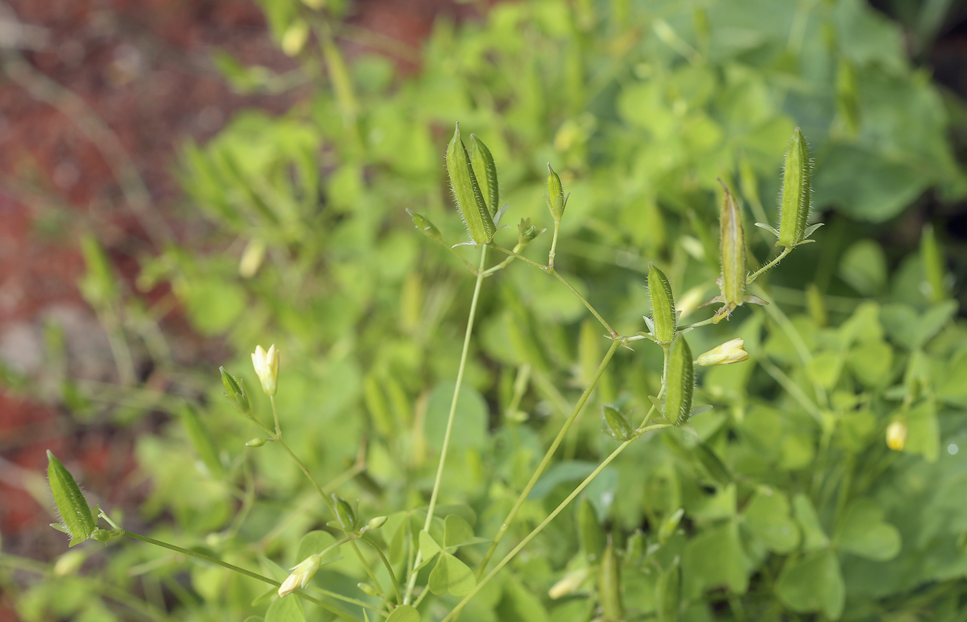 Изображение особи Oxalis stricta.