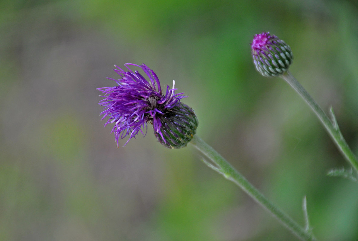 Image of Cirsium maackii specimen.