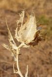 Centaurea benedicta