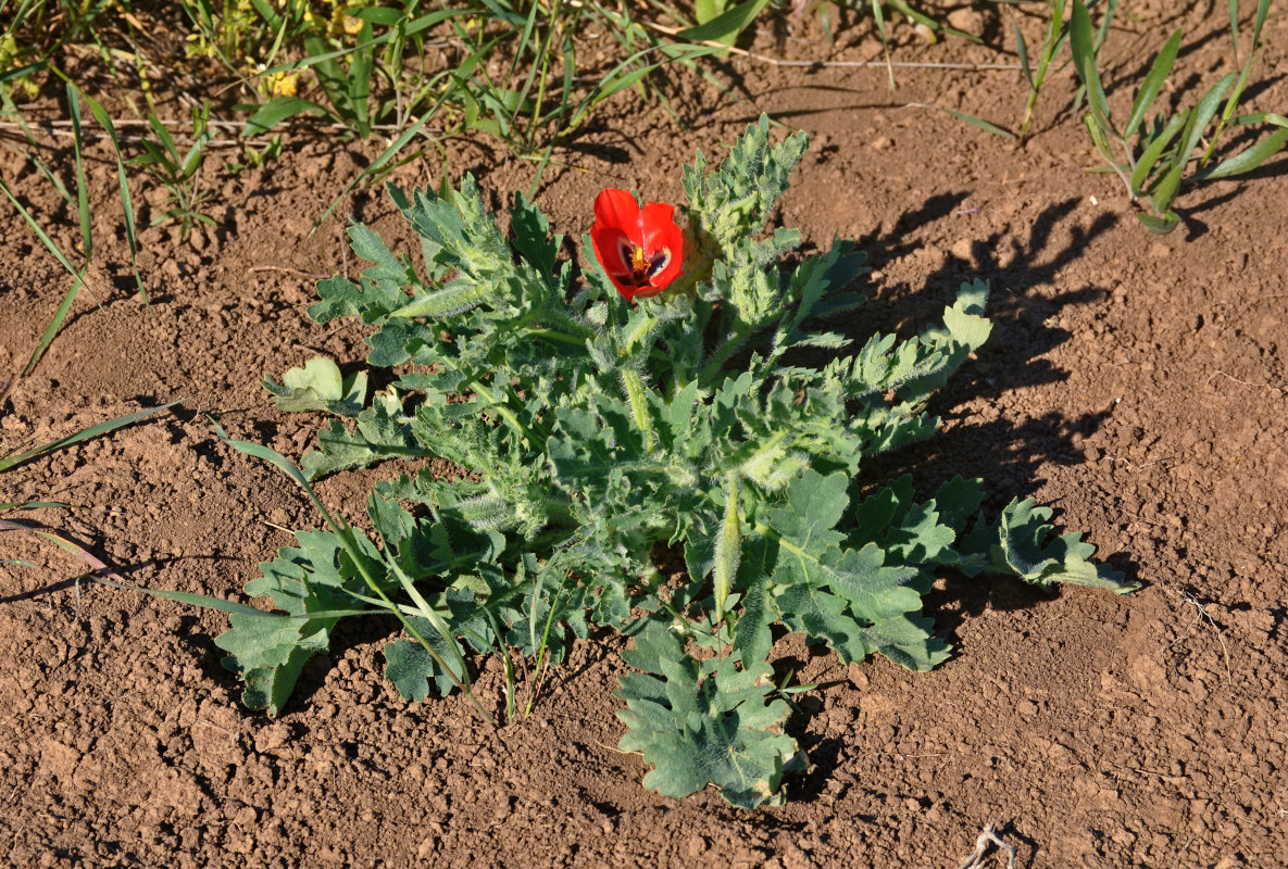 Image of Glaucium corniculatum specimen.