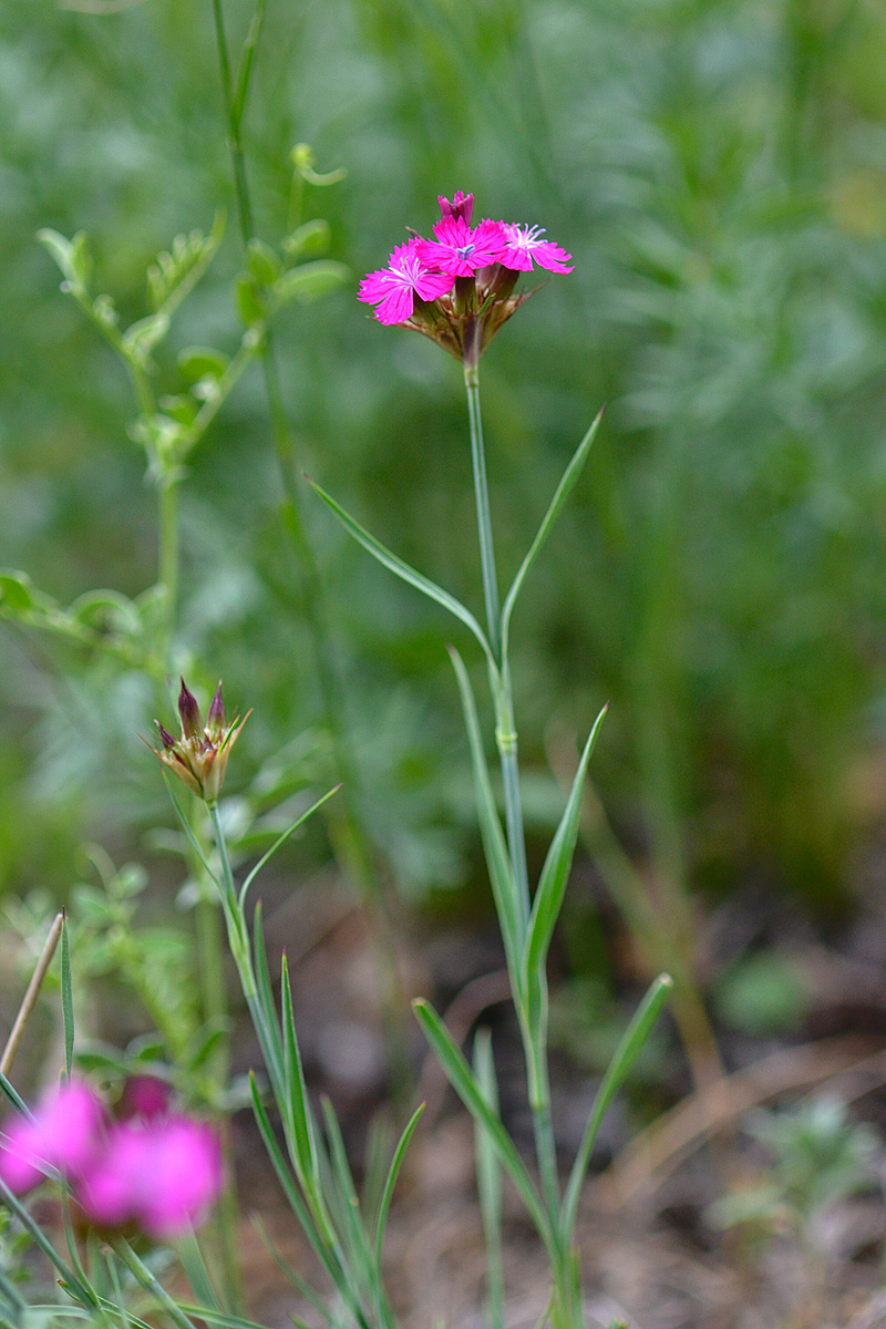 Изображение особи Dianthus ruprechtii.