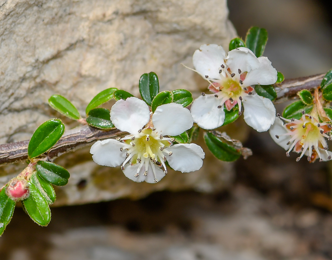 Image of Cotoneaster microphyllus specimen.