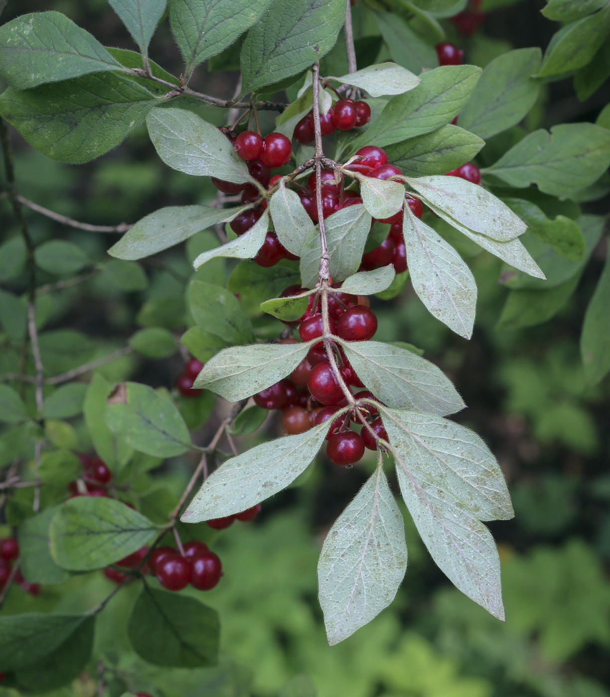 Изображение особи Lonicera korolkowii.