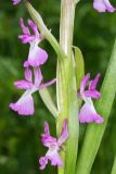 Anacamptis подвид elegans