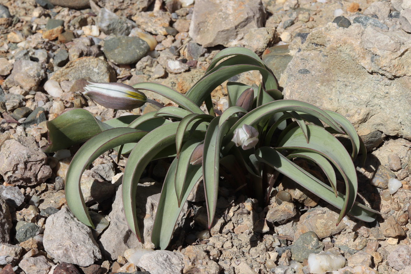 Image of Tulipa biflora specimen.