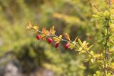 Berberis sibirica. Плодоносящая ветвь. Республика Алтай, Улаганский р-н, долина р. Чулышман, окр. устья р. Чульча. 7 августа 2020 г.