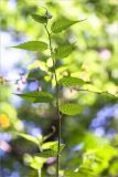 Kerria japonica variety pleniflora. Побег. Абхазия, г. Сухум, Сухумский ботанический сад. 14.05.2021.