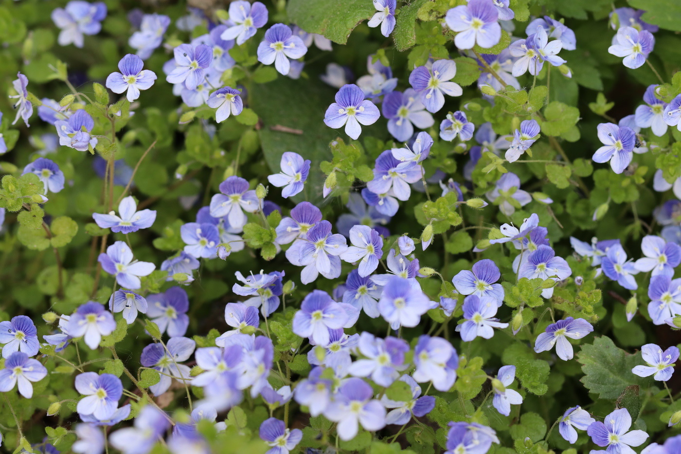 Изображение особи Veronica filiformis.