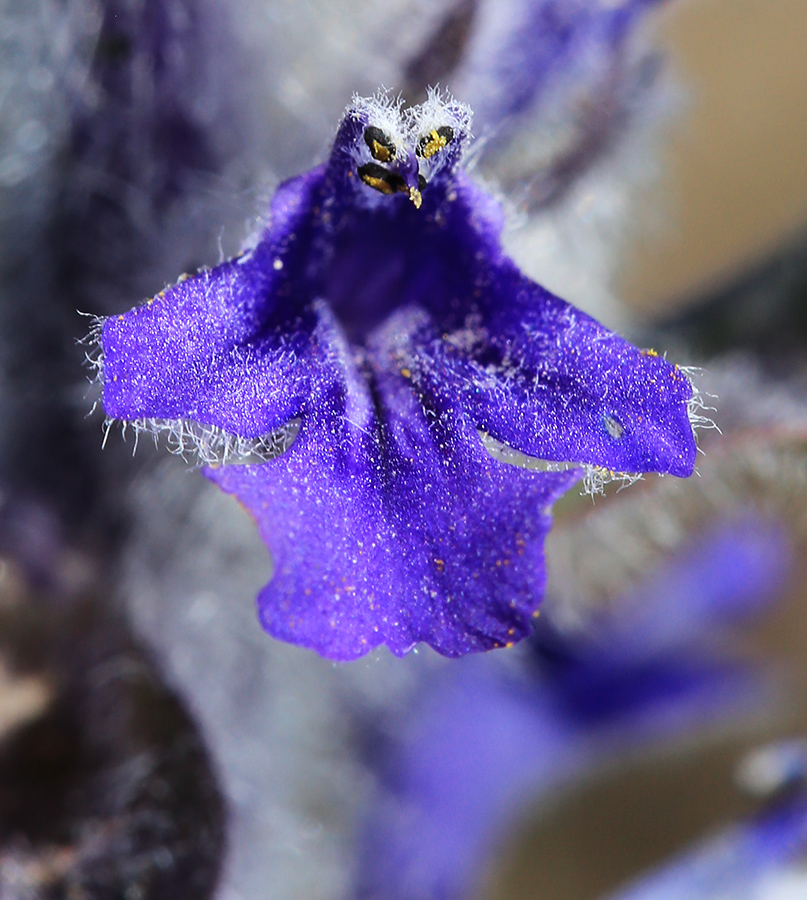 Image of Ajuga multiflora specimen.