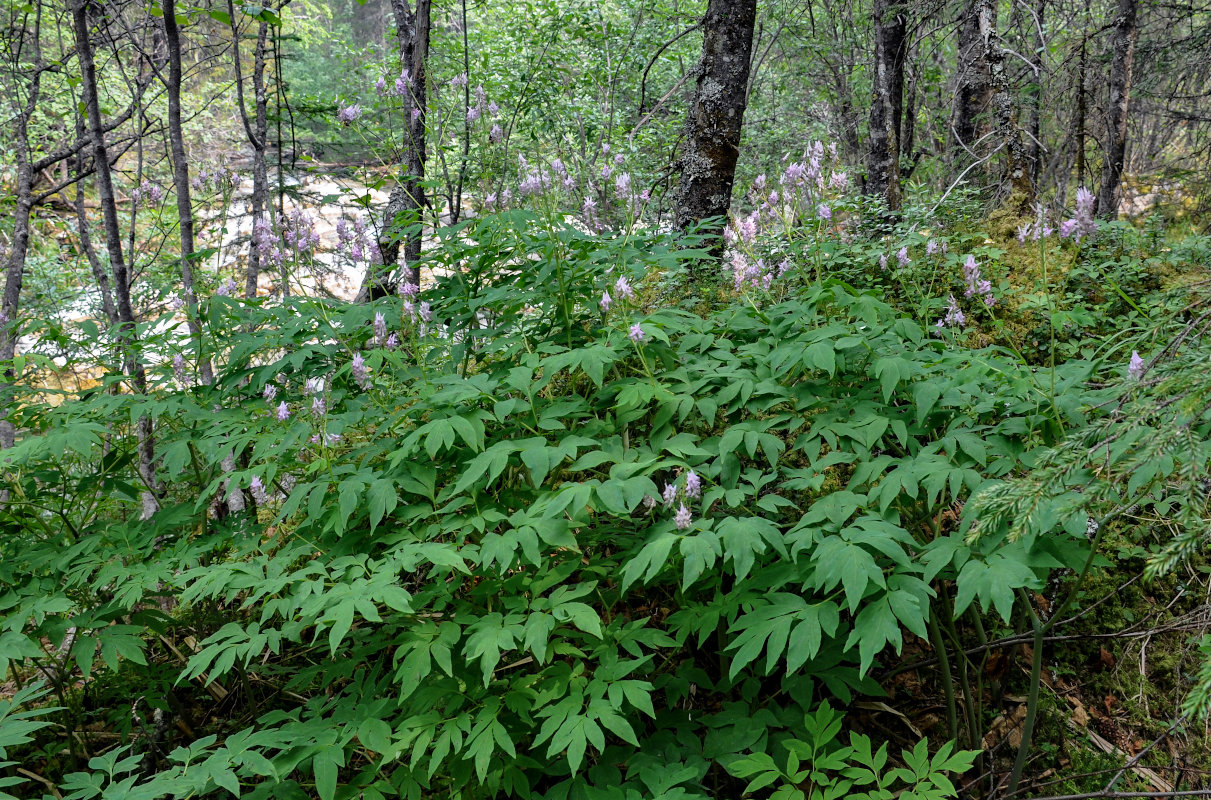 Image of Corydalis multiflora specimen.