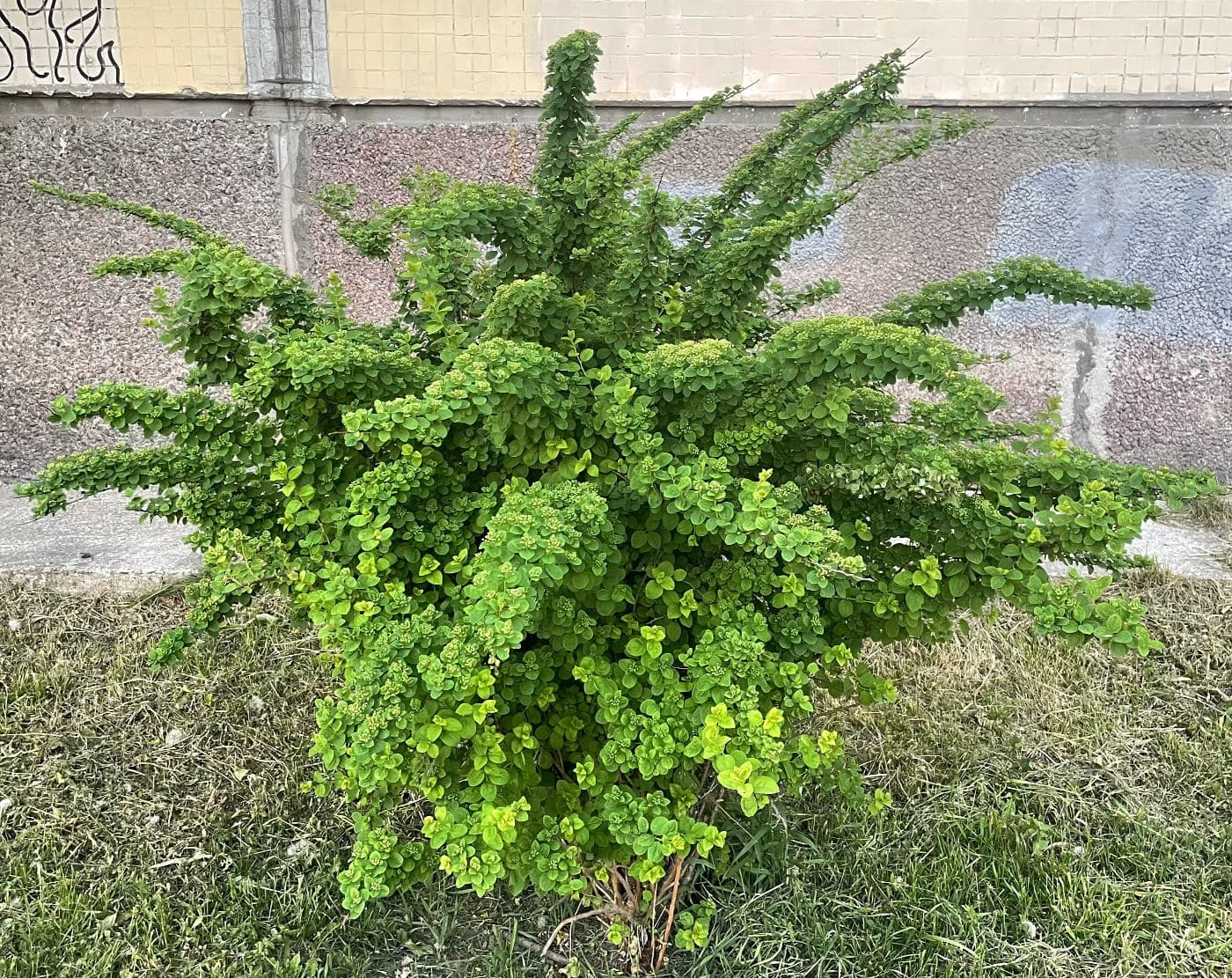 Image of Spiraea nipponica specimen.
