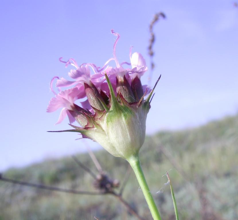 Изображение особи Dianthus andrzejowskianus.