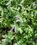 Mentha longifolia