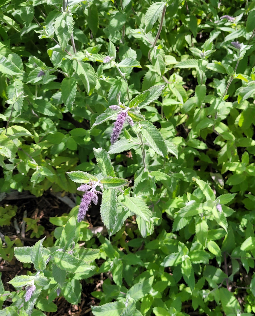 Image of Mentha longifolia specimen.