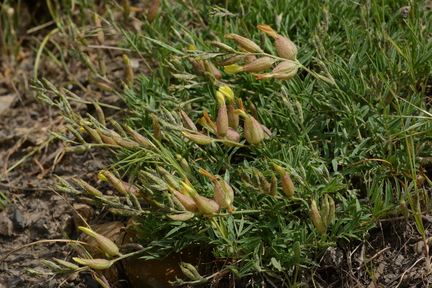 Изображение особи Astragalus xanthomeloides.