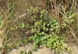 Cionura erecta. Плодоносящее растение на границе пляжа и закреплённой дюны. Болгария, Бургасская обл., г. Несебр, Южный пляж. 14.09.2021.