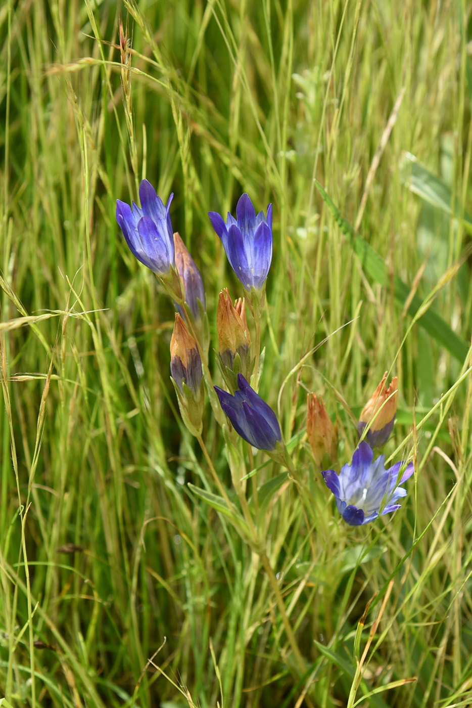 Image of Gentiana olivieri specimen.