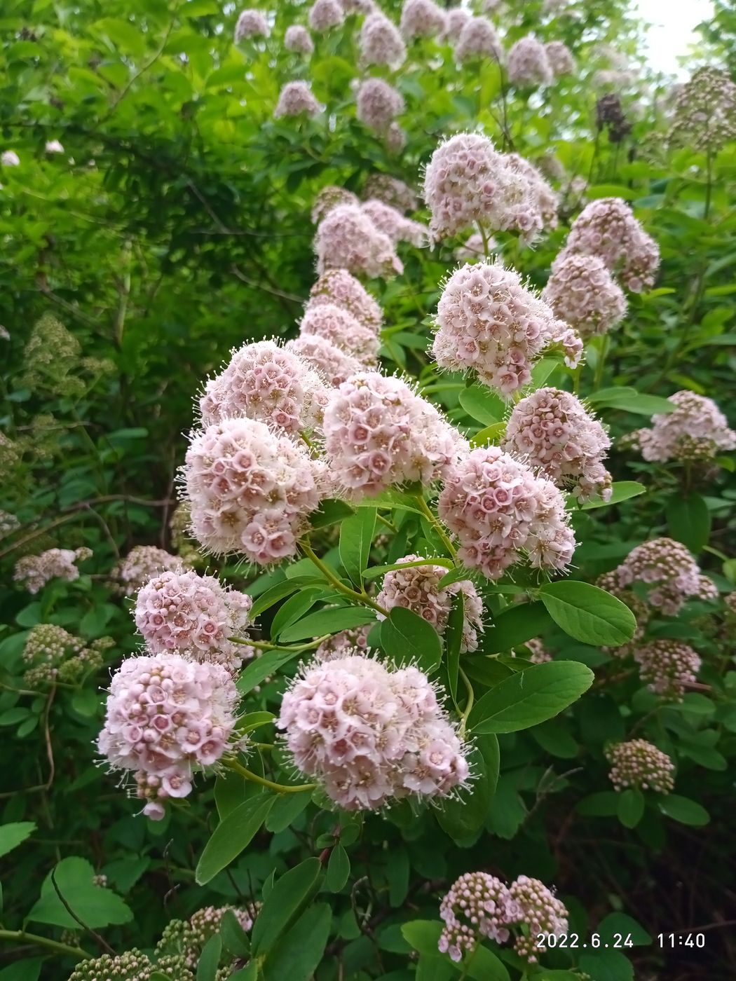 Image of genus Spiraea specimen.