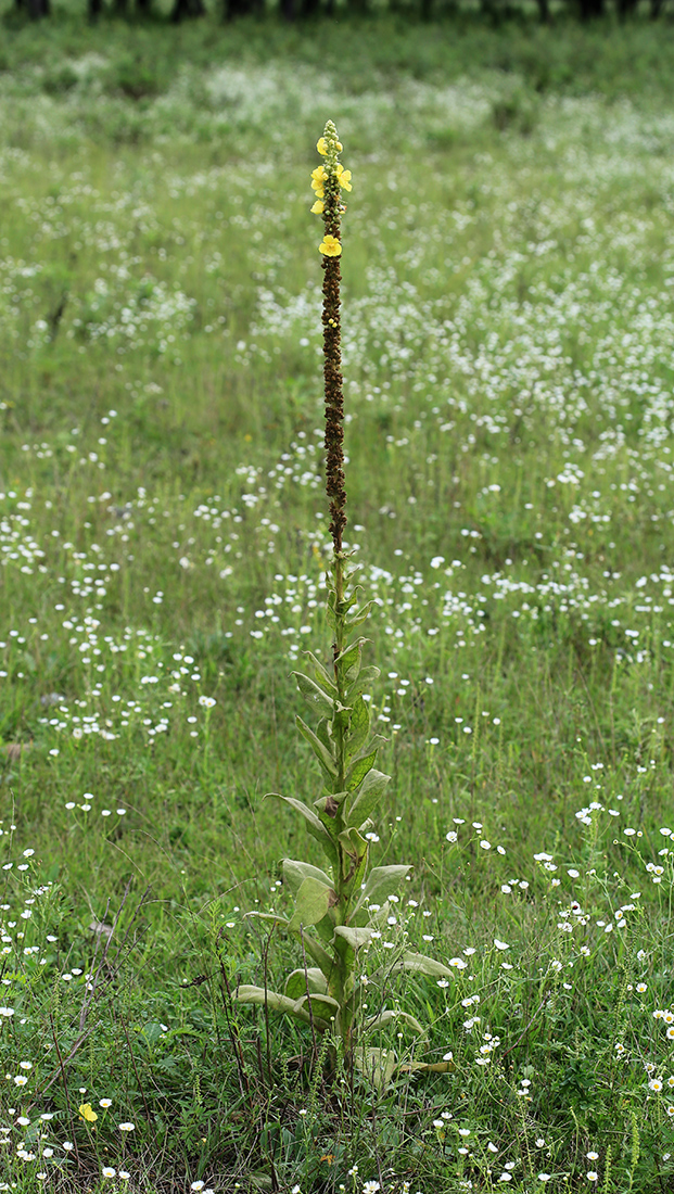 Image of Verbascum densiflorum specimen.