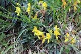 Piptanthus nepalensis. Цветущее растение. Бутан, дзонгхаг Тхимпху, национальный парк \"Jigme Dorji\". 02.05.2019.