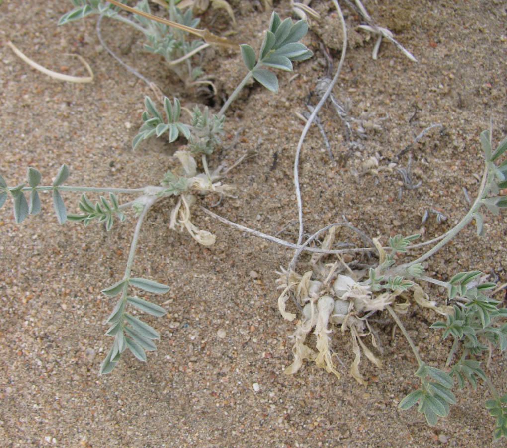 Изображение особи Astragalus teskhemicus.
