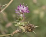 Centaurea iberica