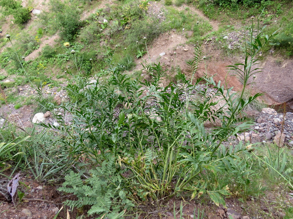 Изображение особи Rhaponticoides gontscharovii.