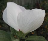 View full-size image Hibiscus palustris
