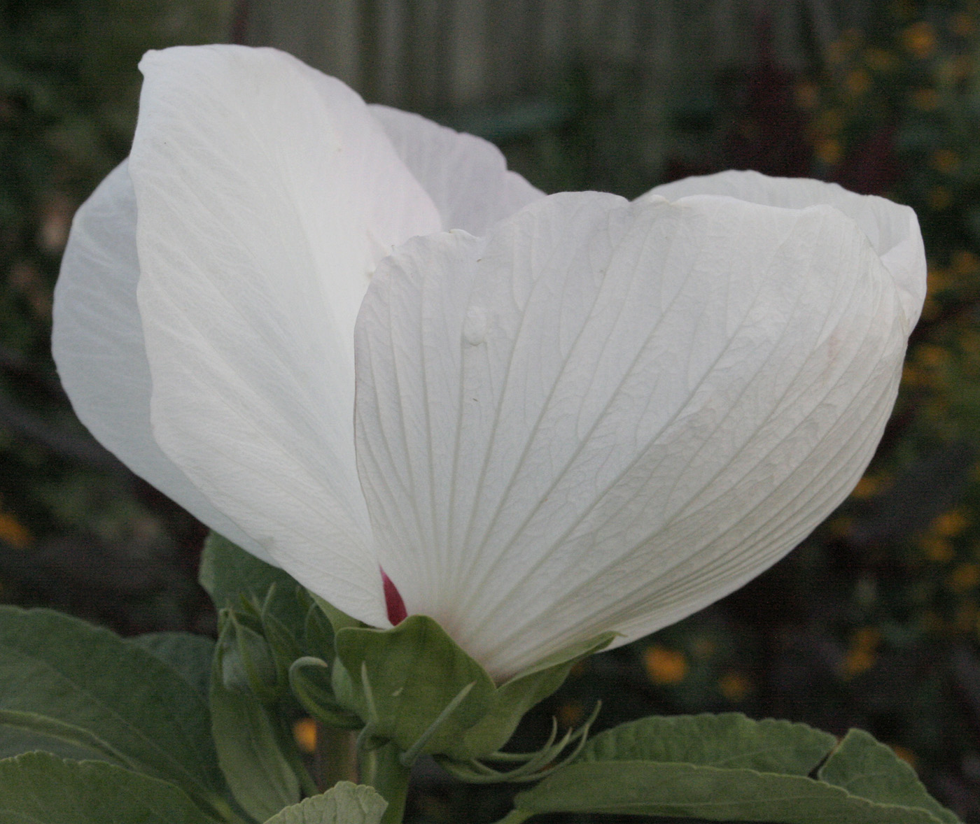 Image of Hibiscus palustris specimen.