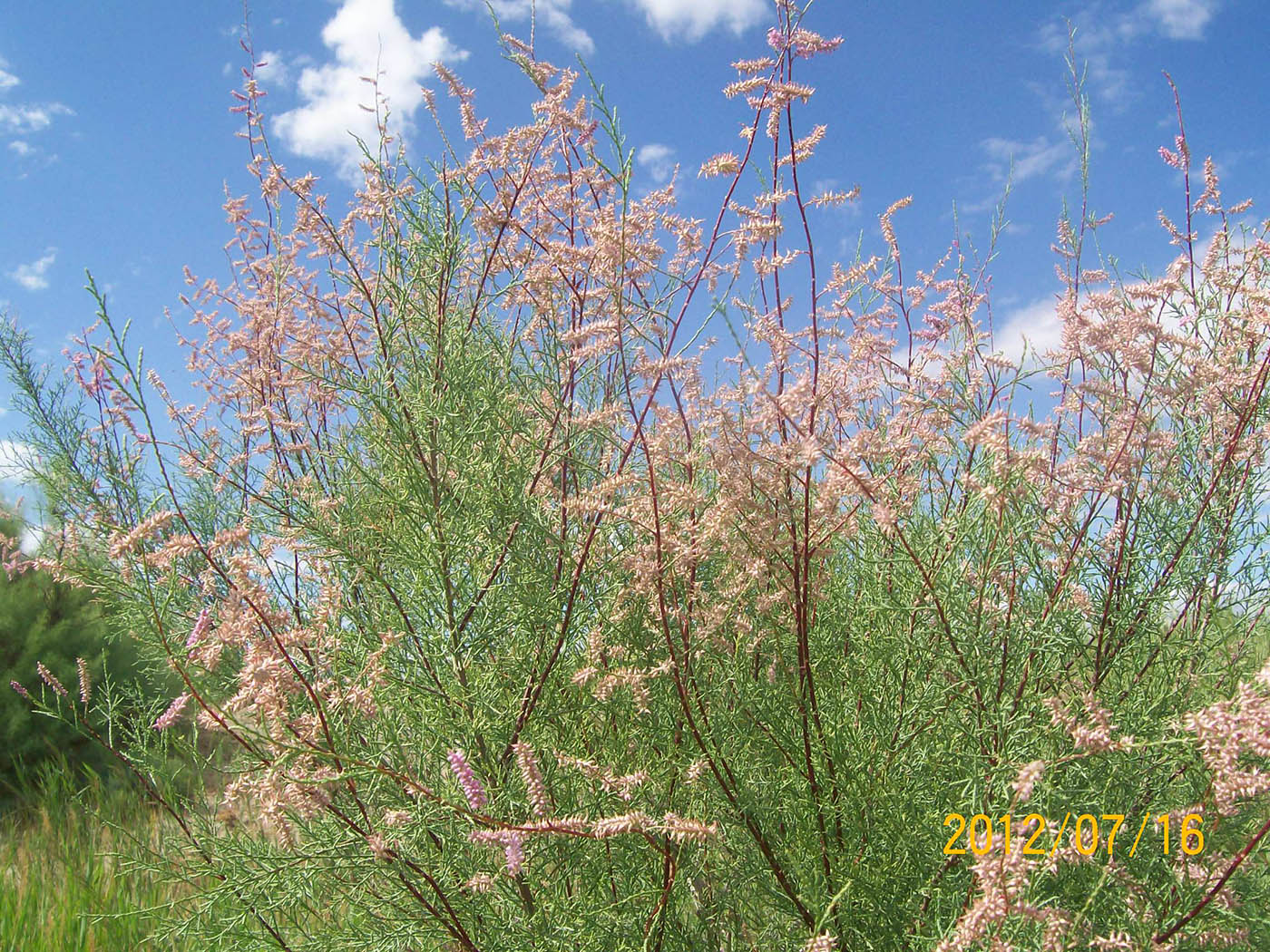 Image of Tamarix elongata specimen.