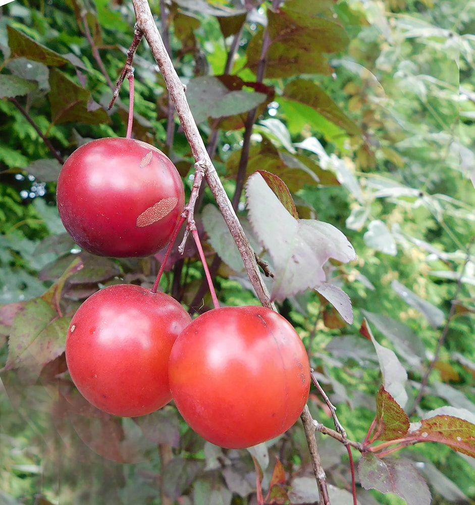 Image of Prunus &times; cistena specimen.