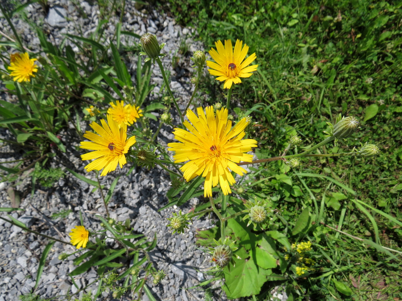 Image of Picris hieracioides specimen.