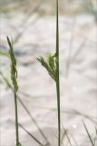 Calamagrostis meinshausenii. Верхушка побега с развивающимся соцветием. Ленинградская обл., Кингисеппский р-н, Кургальский п-ов, побережье Финского зал., песчаный пляж. 20.06.2021.