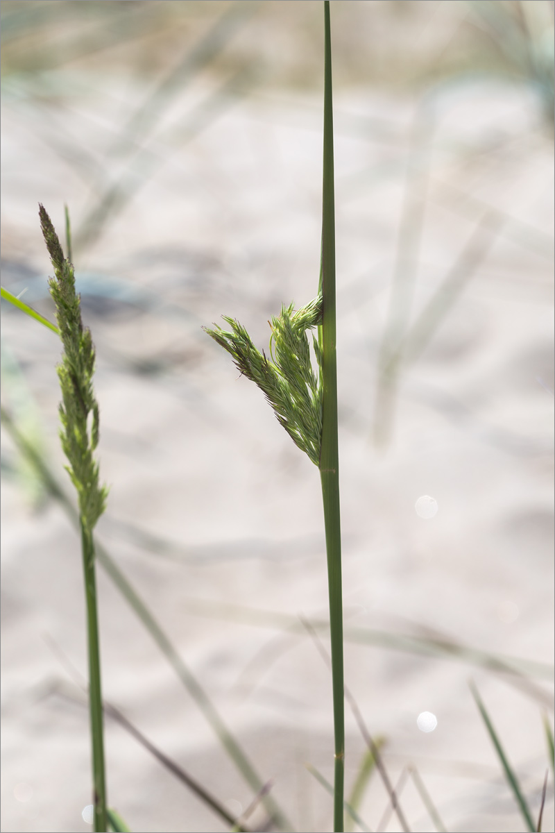 Image of Calamagrostis meinshausenii specimen.