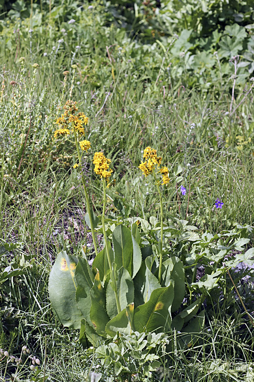 Изображение особи Ligularia heterophylla.