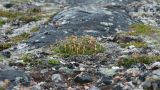 Diapensia lapponica