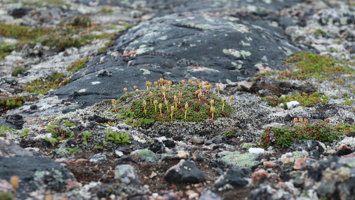 Image of Diapensia lapponica specimen.