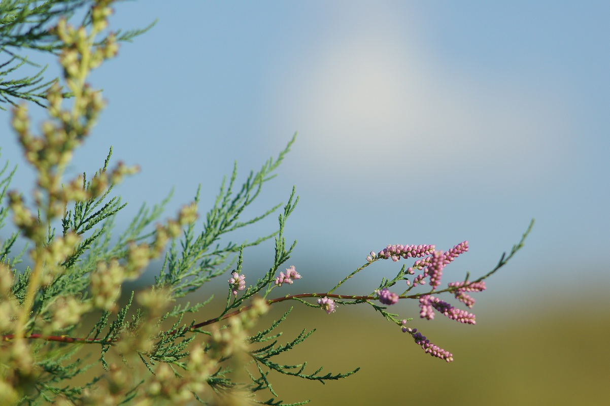 Image of genus Tamarix specimen.