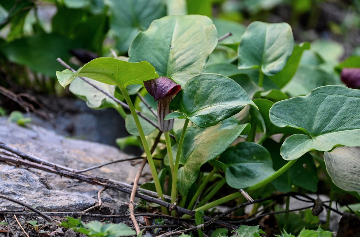 Изображение особи Arisarum simorrhinum.